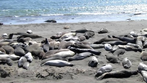 elephant seal rookery in piedras blancas